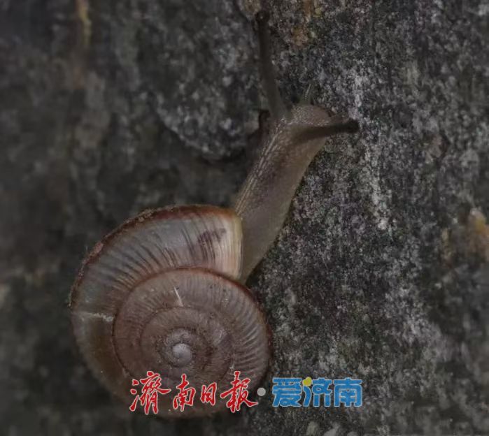 神奇动物在济南，秒变城市“代言人”