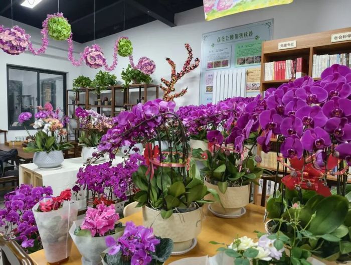 赏花购年货一站式解锁，济南公园里的新春盛典来啦