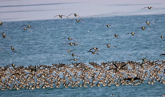槐荫：生态画卷中的鸟趣与城韵