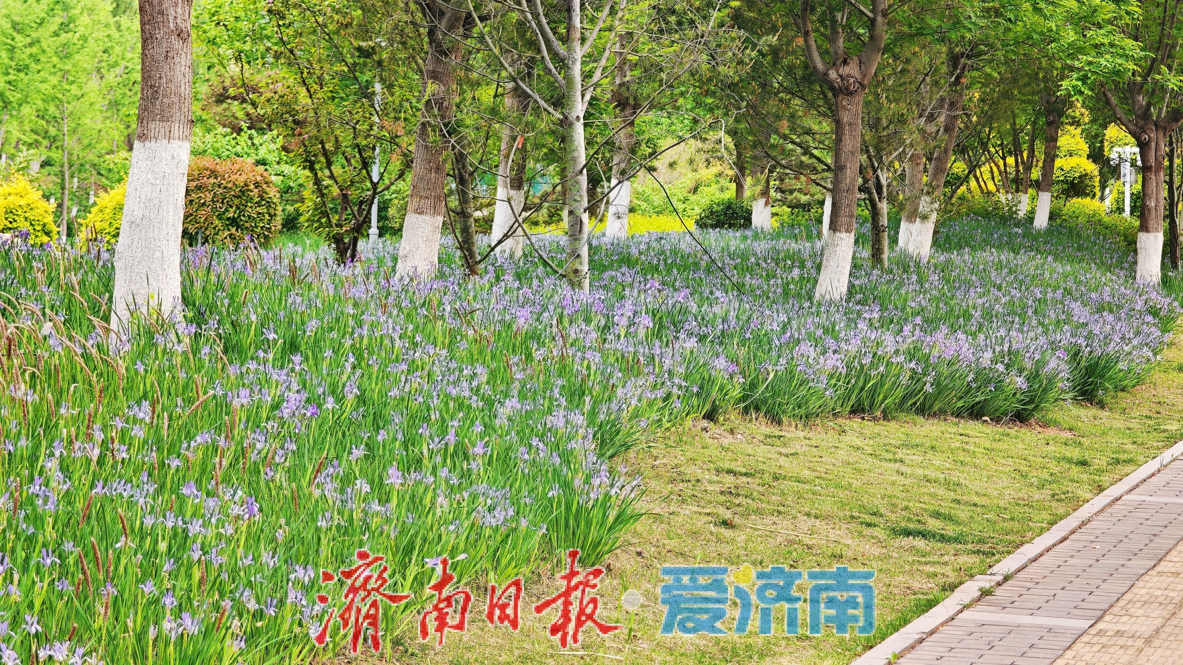 济南腊山河公园马蔺盛放 紫色花海扮靓春日滨水廊道