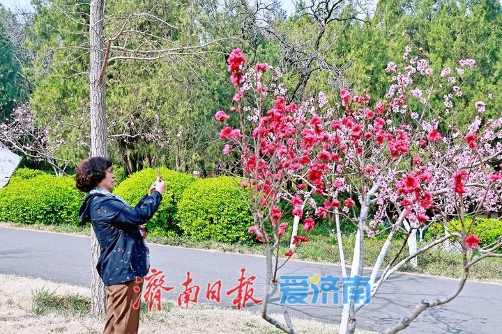 春风拂翠峦 繁花满山间 千佛山景区迎来春日赏花高峰