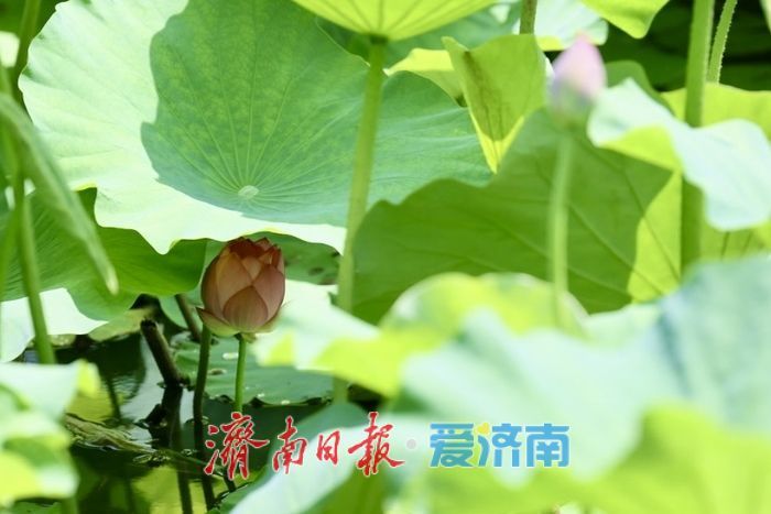 一年四季 泉在济南丨泉城公园荷花初绽 扮靓济南仲夏