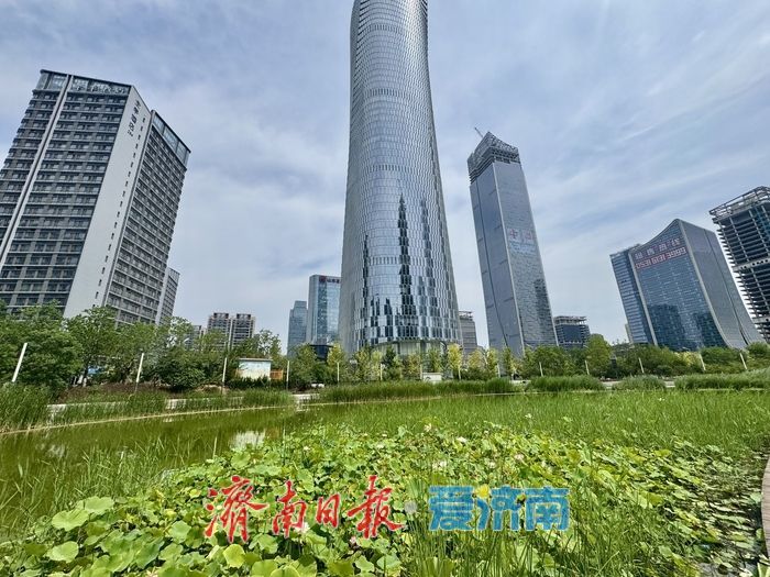 一年四季 泉在济南丨济南CBD荷花湖荷花盛放，绘就夏日美景