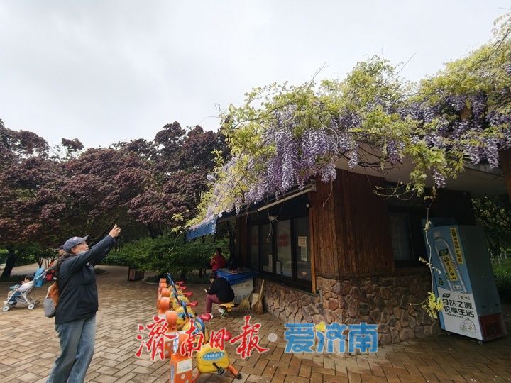 花香四溢如梦似幻！济南森林公园紫藤花开醉游人