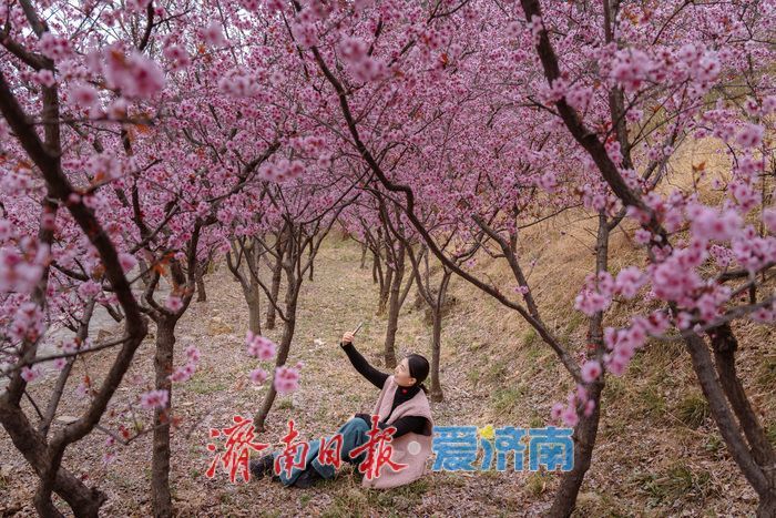 漫山粉霞醉游人！济南红叶谷梅花进入盛花期