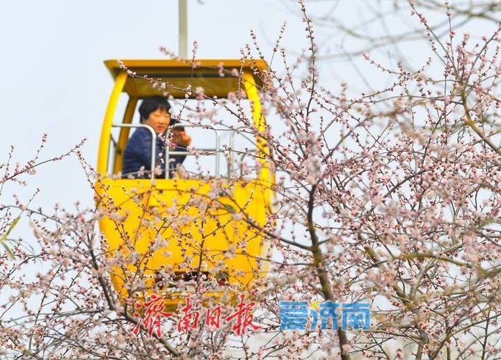 又是一年春时到，桃花依旧笑春风