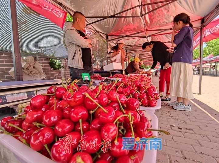 千亩樱桃引客来 “小红果”映红乡村振兴路