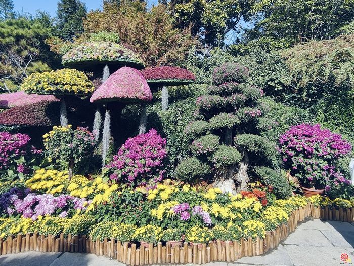 趵突流芳·菊绘华章 第47届趵突泉金秋菊展开幕
