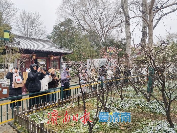 一年四季 泉在济南丨趵突泉畔，踏雪寻“梅”