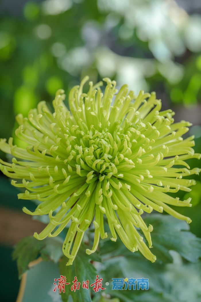 一年四季 泉在济南丨济南趵突泉菊展：初冬时节菊花争艳 满园锦绣引客来