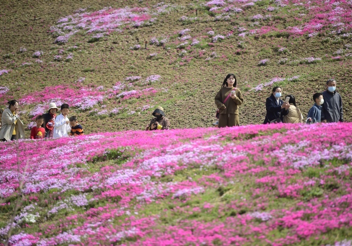 “泉”在济南过五一｜济南最大福禄考花海清明假期人气爆棚