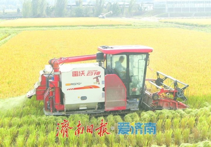 稻浪翻滚收割忙， 雨后抢收保归仓