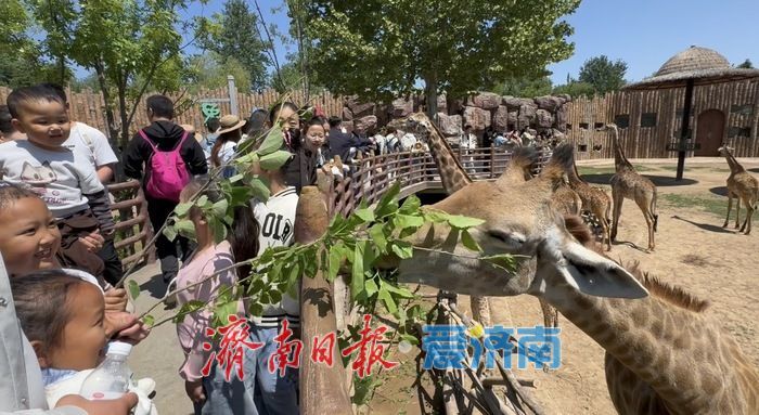 五一假期济南野生动物世界迎客流高峰 游客与动物“亲密接触”欢乐多