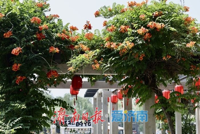 百花洲畔凌霄花开 垂挂成“红瀑”引客来