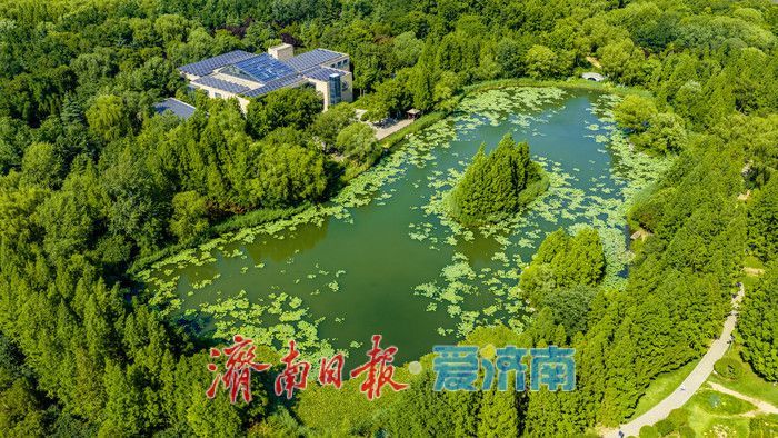 清风伴晴空 绿意满公园 泉城夏日氛围感拉满