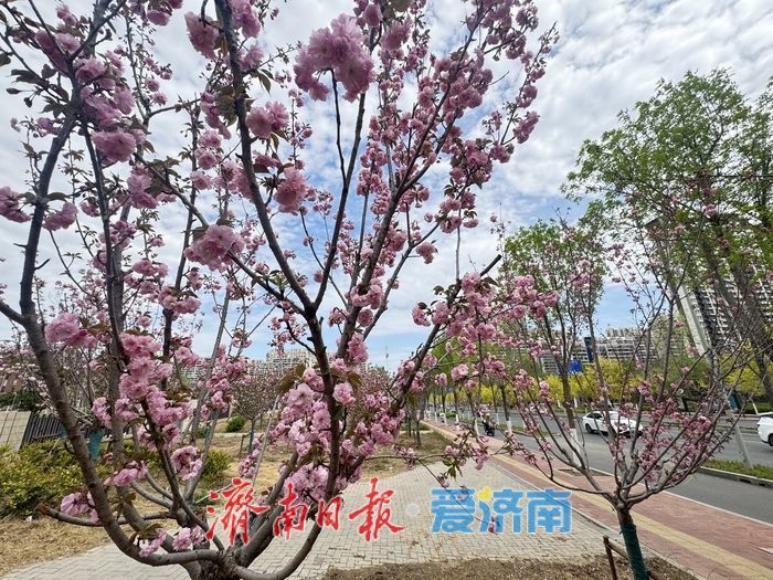 一年四季 泉在济南丨凤山路新增樱花公园 晚樱绽放醉游人