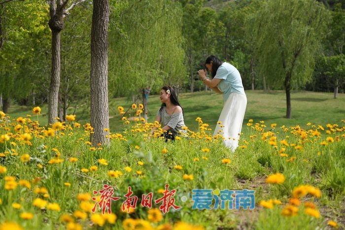 一年四季 泉在济南丨“大滨菊+金鸡菊”花海！来这里一键解锁初夏的浪漫