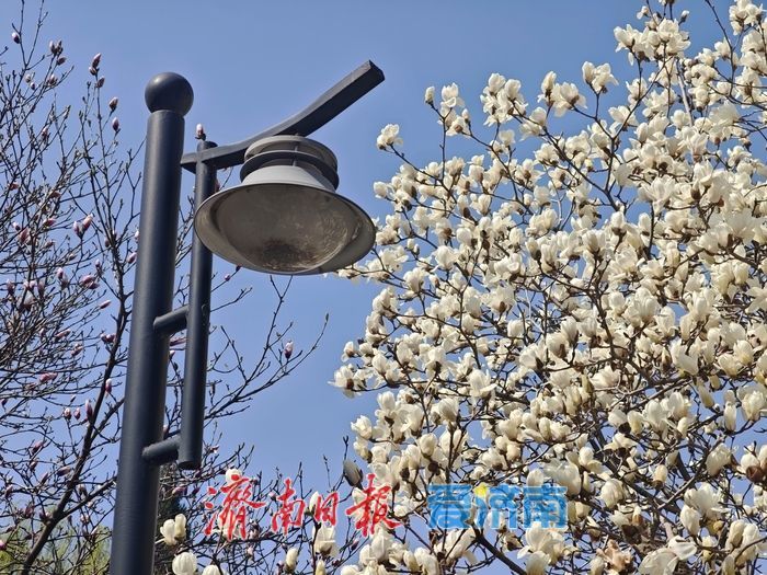 济南百花公园玉兰盛放 花朝市集点亮春日盛宴