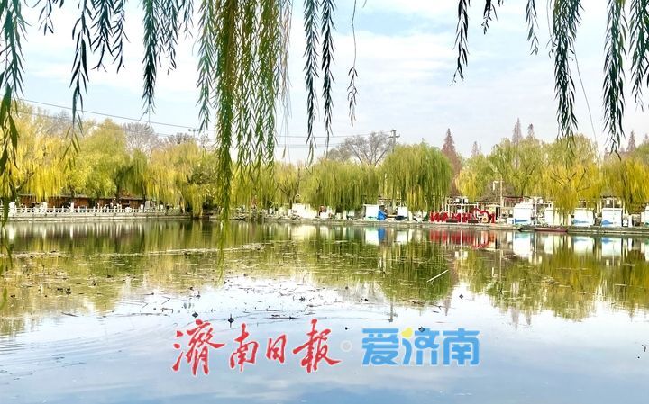 冬日限定：济南百花洲“金柳映湖”引客来