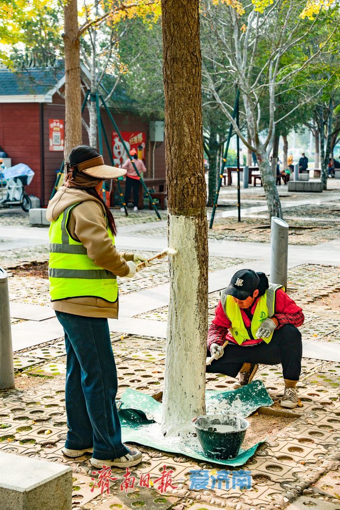 一年四季 泉在济南丨金叶翩跹映泉城，广场银杏醉游人