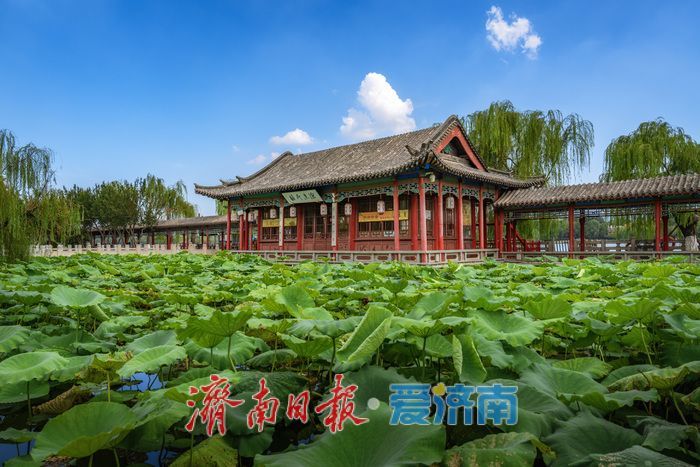 一年四季 泉在济南丨泉城消夏图鉴：大明湖成市民游客纳凉赏景“心头好”