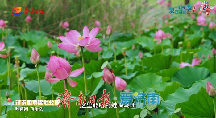不花一分钱！济南这些绝美赏荷地，错过等一年！
