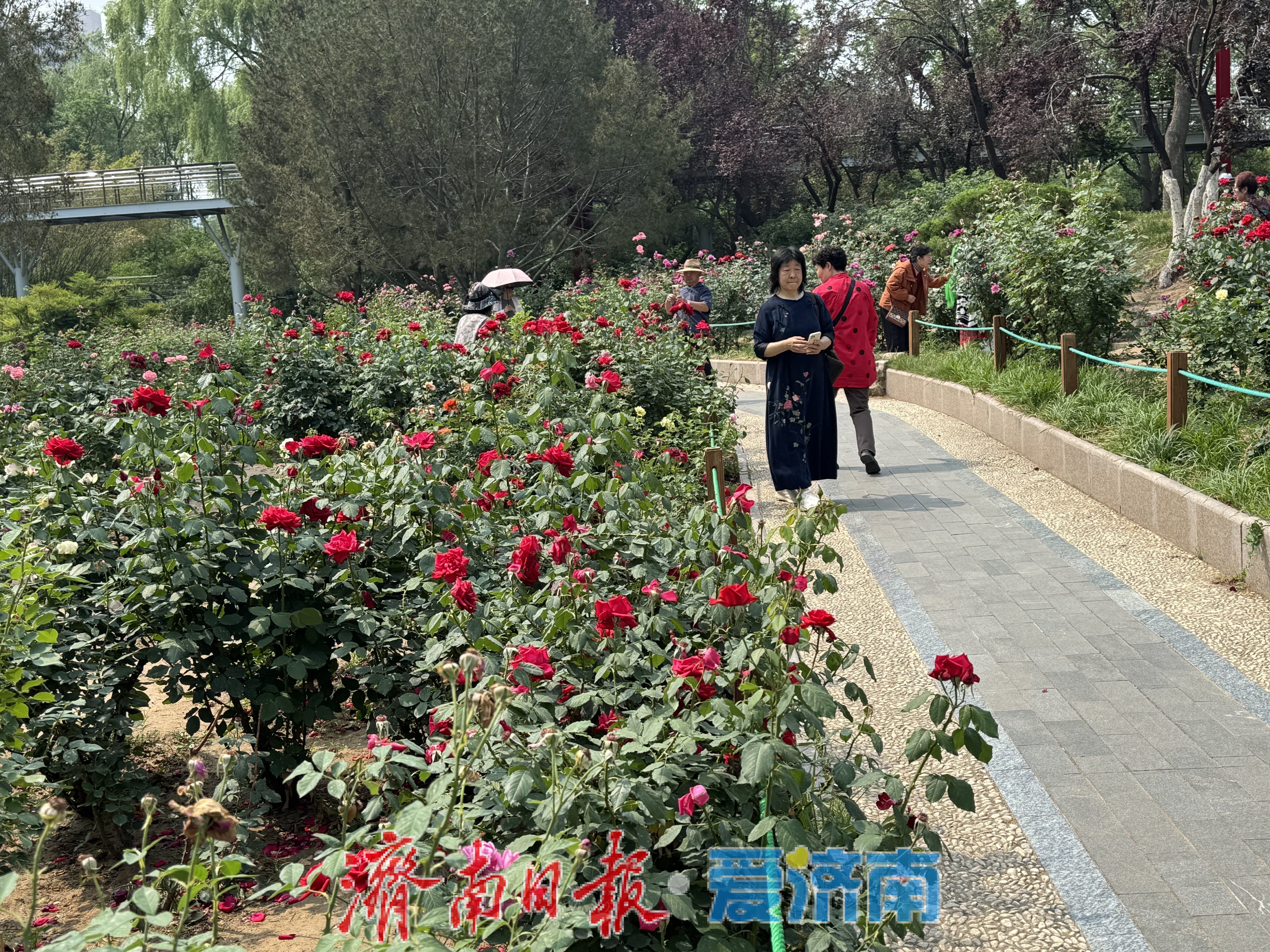 泉城公园月季园花开正艳，游客尽享浪漫花事