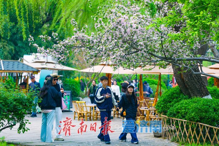 晚樱盛放续春意 五龙潭再迎赏樱高潮