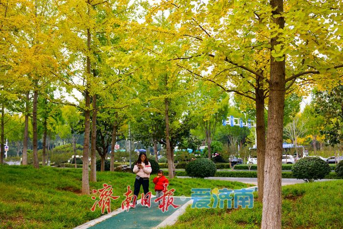 一年四季 泉在济南丨济南世纪大道银杏迎最佳观赏期 “黄金长廊”引客驻足