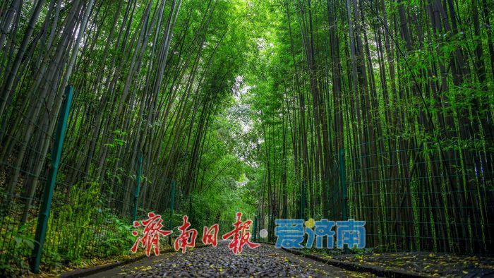 一年四季 泉在济南丨涌泉竹林景区泉竹相依，市民山间赏泉纳凉的好去处