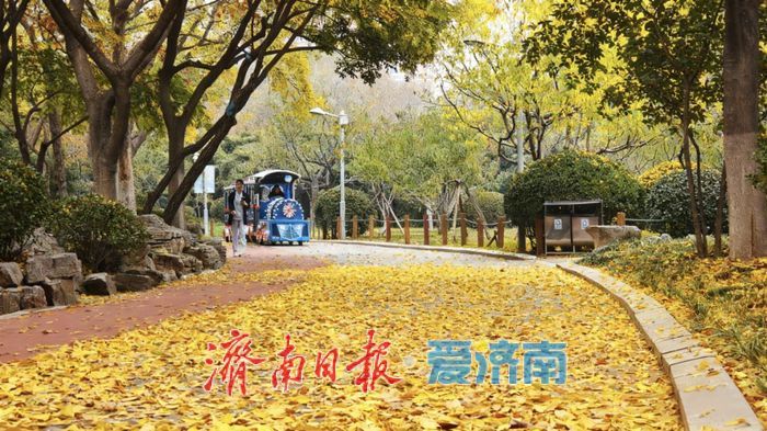 赴一场浪漫之约，济南公园景区最美落叶景观上线