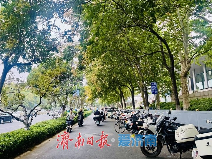 栾树缀满经十路 泉城街头添秋日亮色