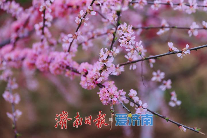 满园春色关不住！森林公园梅花争艳