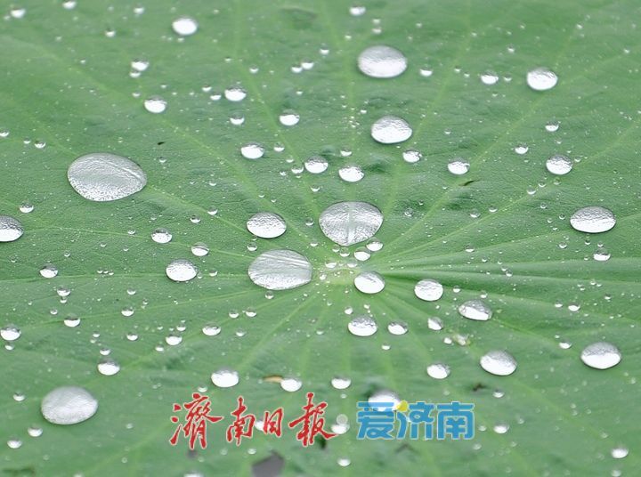 一年四季 泉在济南｜雨打荷花别样艳，泉城明湖江南韵