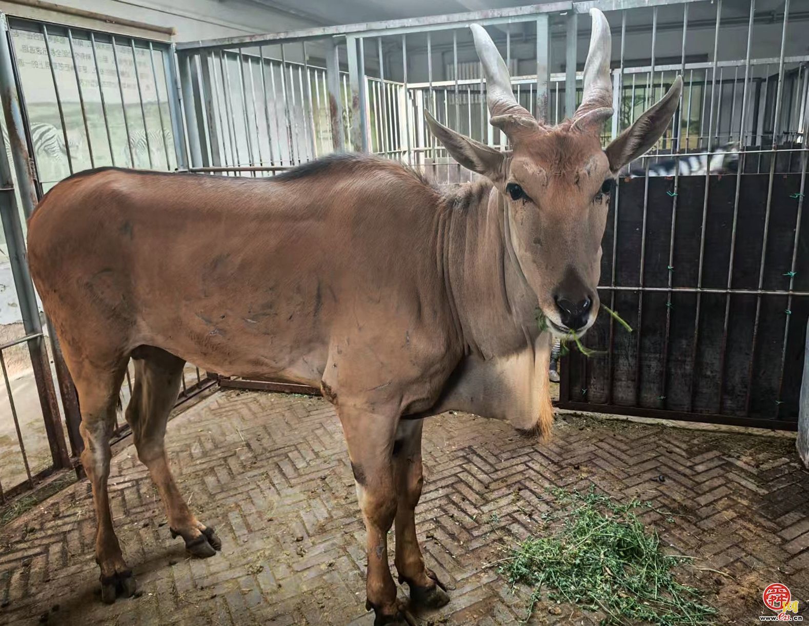 济南动物园｜五一解锁zoowalk新玩法：蹲守孔雀开屏 偶遇熊猫躺平