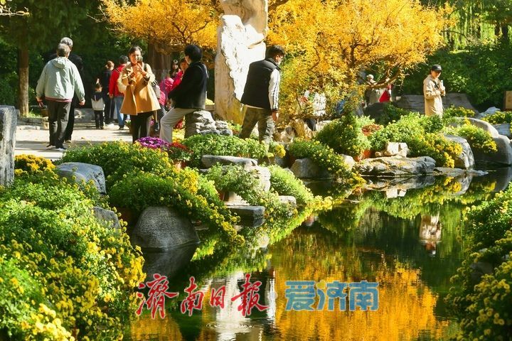 花海模式已开启，趵突泉菊展最佳观赏期来了！