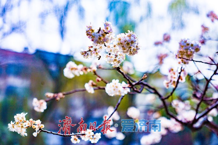 樱缀泉畔添雅韵 汉服打卡醉泉城