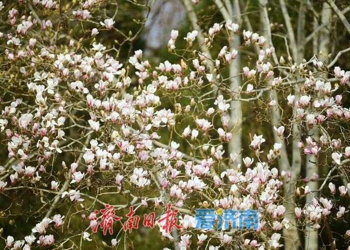 皎皎玉兰花，望春展笑颜