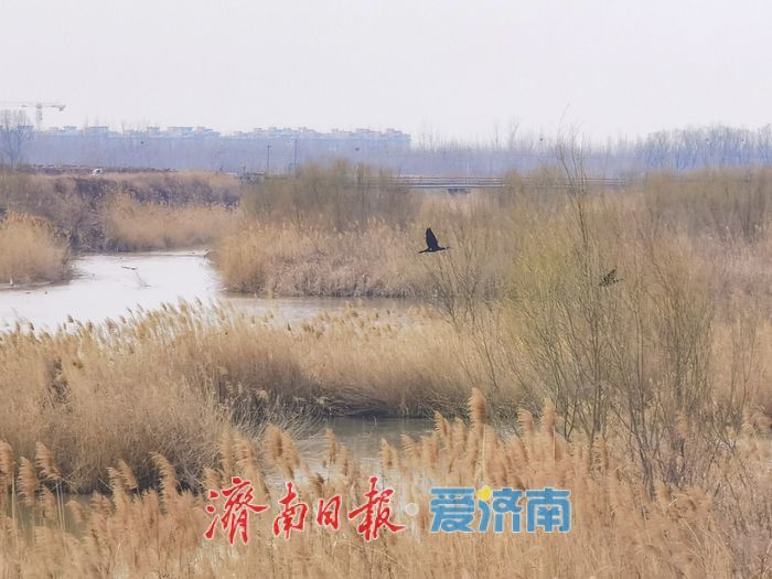 泉城春意浓，水鸟 “绘春图”