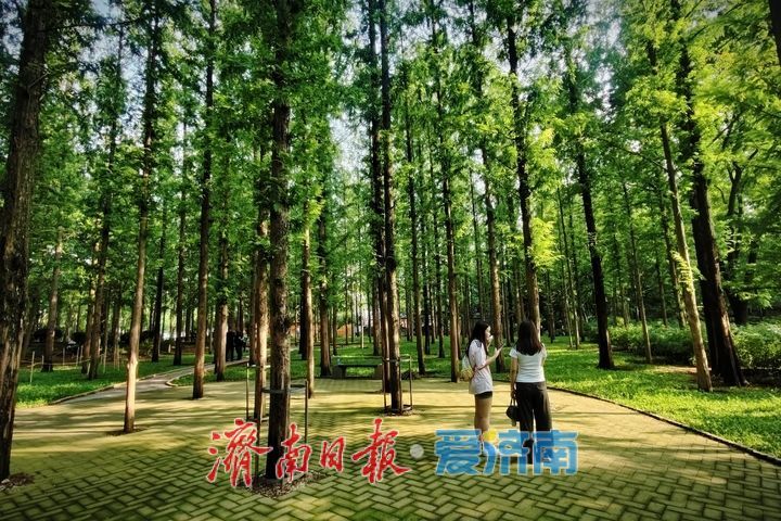 一年四季 泉在济南丨邂逅初秋！泉城公园水杉林氛围感拉满