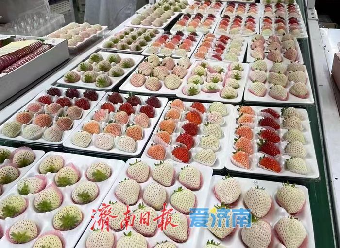 新春走基层丨大棚里的年味：“莓好”产业甜了“美好”生活