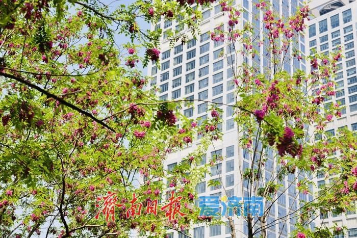 一年四季 泉在济南丨济南CBD槐花盛放 紫韵飘香绘就都市春景