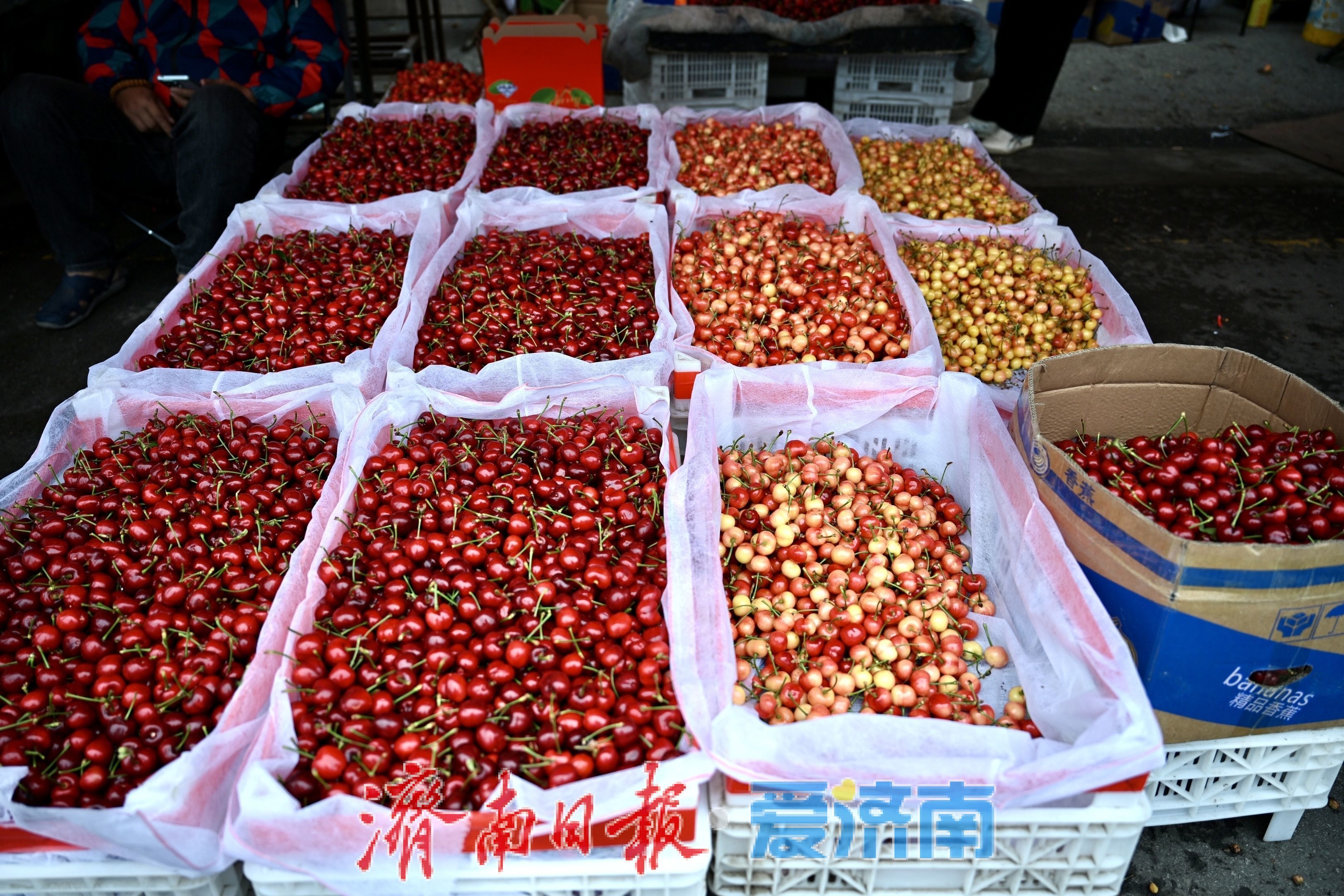 堤口果品批发市场迎樱桃购销热潮 南山樱桃成焦点