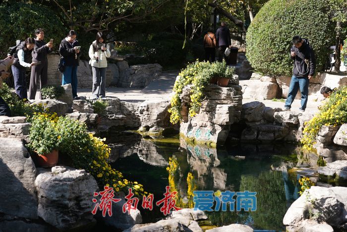 一年四季 泉在济南丨菊映潭水 五龙潭赏菊迎来最佳观赏期