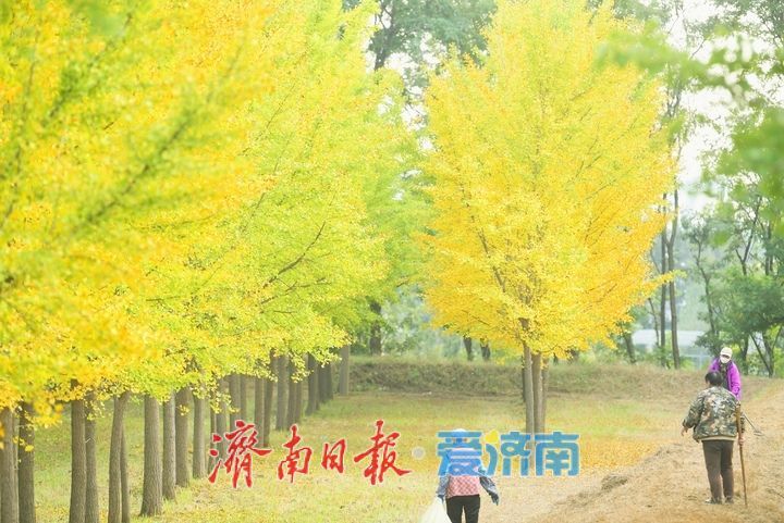 一年四季 泉在济南丨低温来袭“含金量”渐高，济南黄河畔“银杏长廊”将迎来最佳观赏期