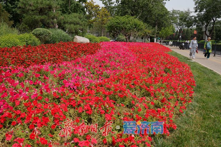 绿树红花相映成趣 城市绿化勾勒夏日美景