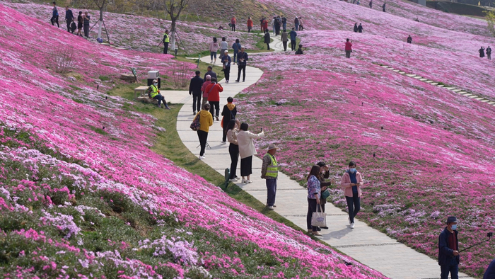 赏花、看柳、寻泉……提前预习济南的春天