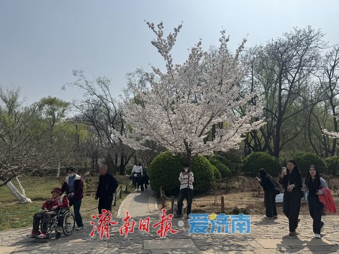 气温攀升至25℃ 泉城公园樱花盛放引客来