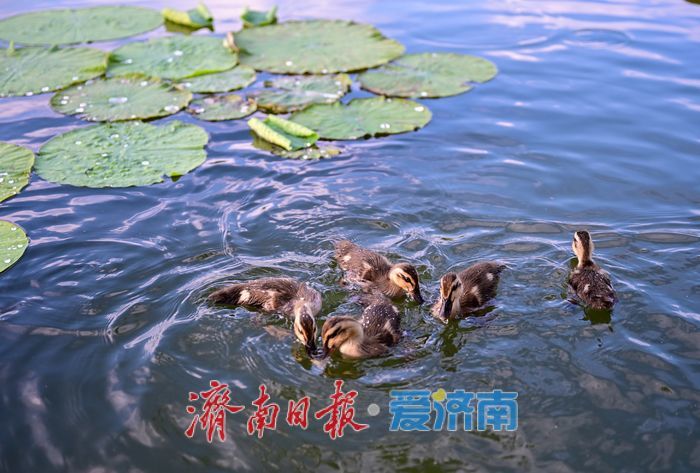 一年四季 泉在济南 