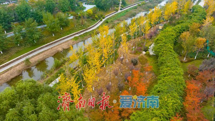 秋风执笔，银杏鎏金：济南腊山河公园秋日氛围感拉满